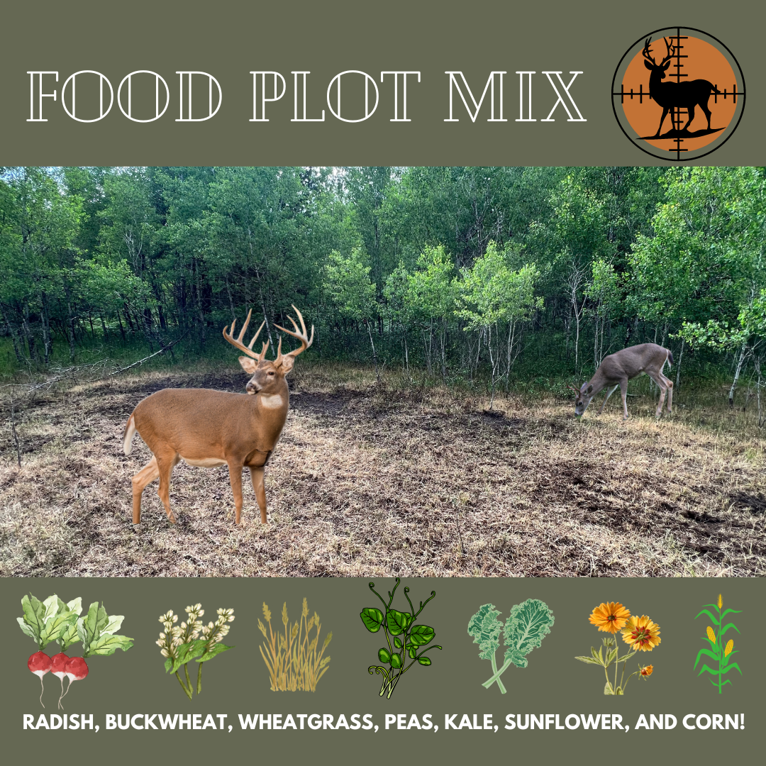 Food Plot Mix Growing Fruition