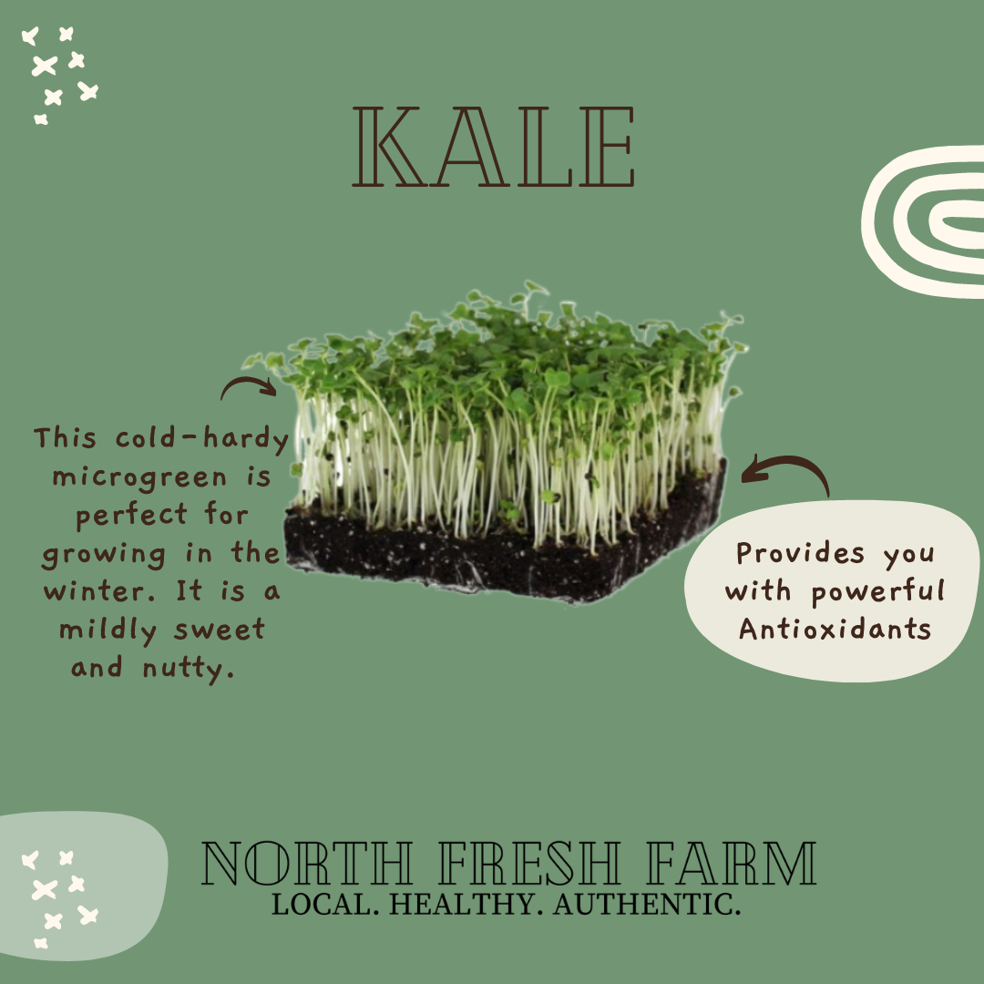 Kale Microgreen Seeds Growing Fruition