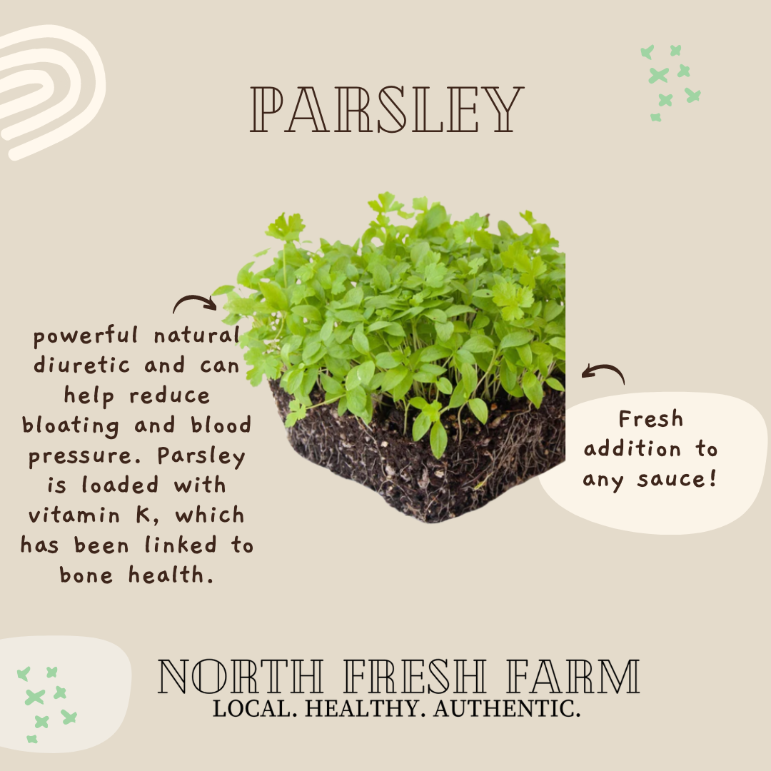 Parsley Microgreen Seeds Growing Fruition